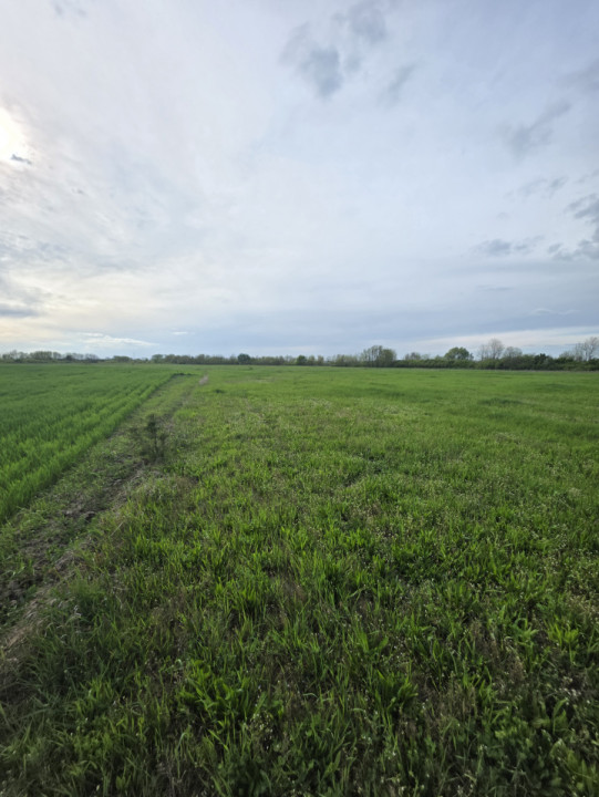 Teren de vanzare, 18.600 MP, Albina - Mosnita - Buzias