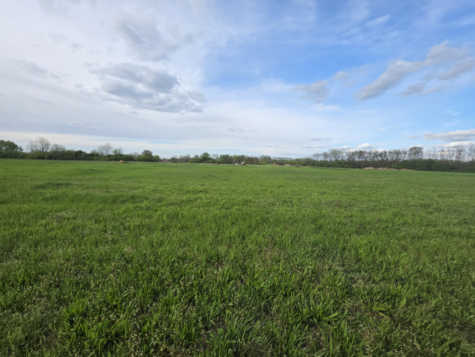 Teren de vanzare, 18.600 MP, Albina - Mosnita - Buzias