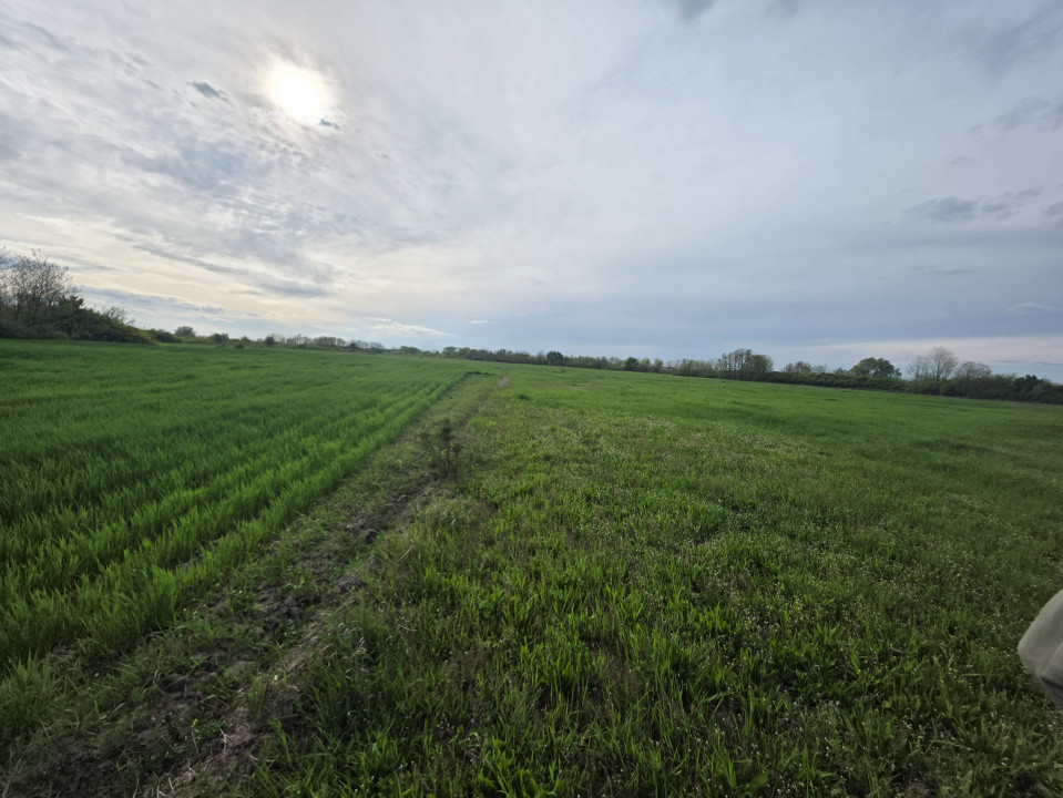 Teren de vanzare, 18.600 MP, Albina - Mosnita - Buzias