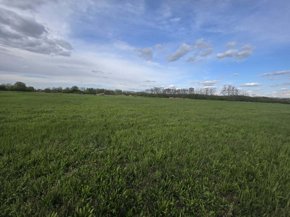 Teren de vanzare, 18.600 MP, Albina - Mosnita - Buzias