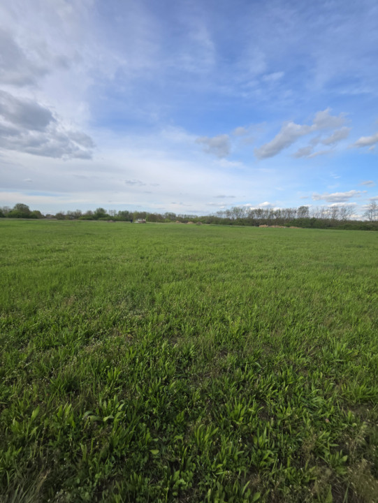 Teren de vanzare, 18.600 MP, Albina - Mosnita - Buzias