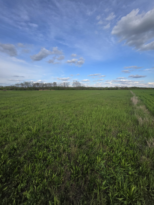 Teren de vanzare, 18.600 MP, Albina - Mosnita - Buzias