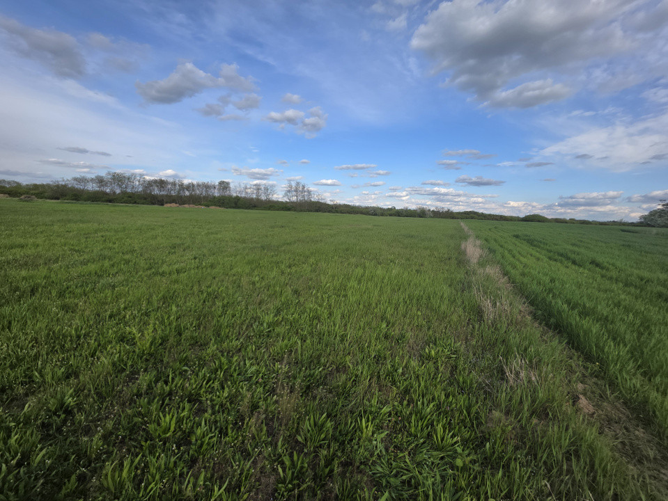 Teren de vanzare, 18.600 MP, Albina - Mosnita - Buzias